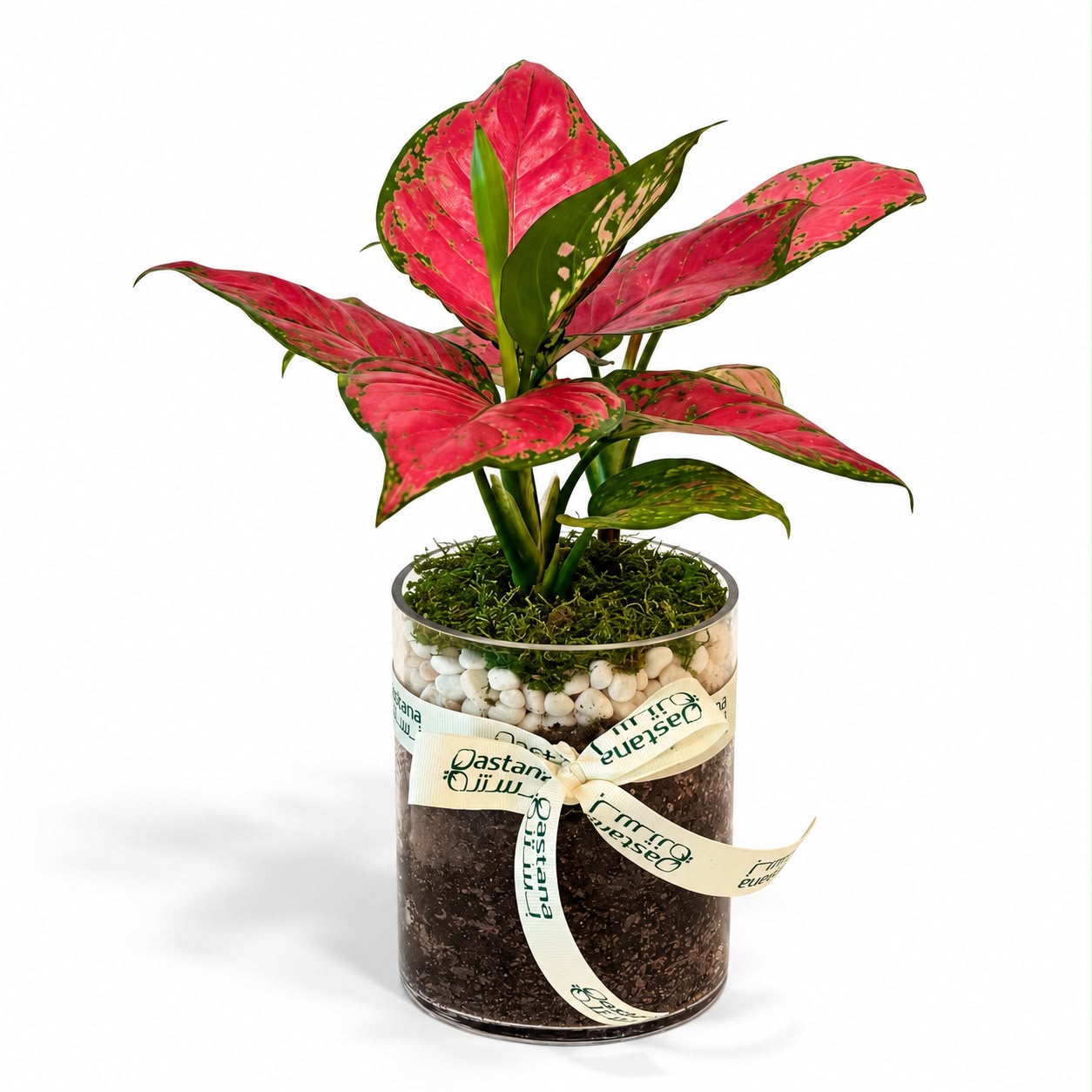 Red Aglaonema Plant Gift
