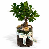 Ginseng Ficus Plant Gift