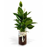 Spathiphyllu Plant Gift