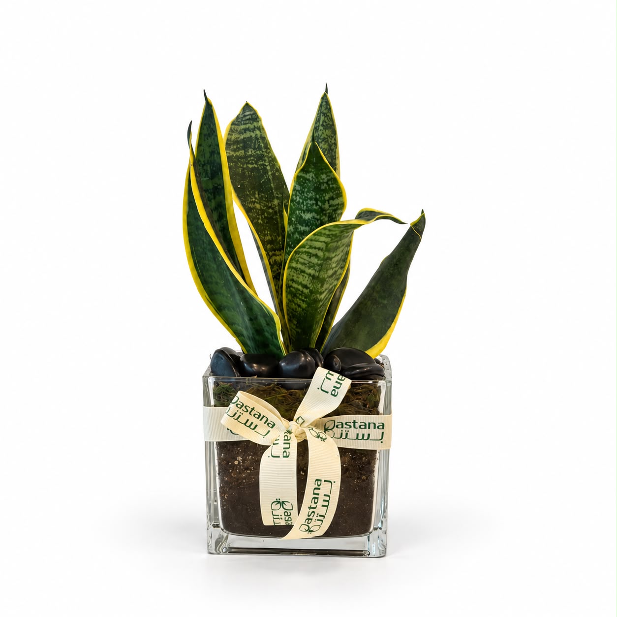 Snake plant gift