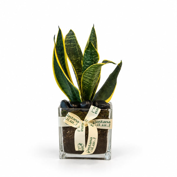 Snake plant gift