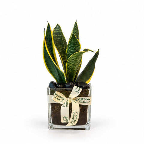 Snake plant gift