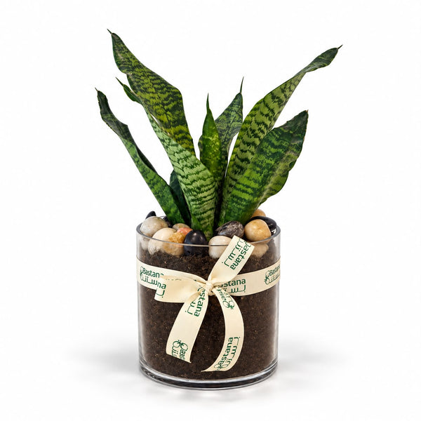 Snake Plant Pebble