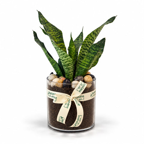 Snake Plant Pebble
