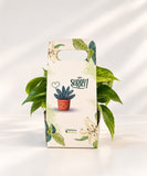 Apology gift - Pothos plant