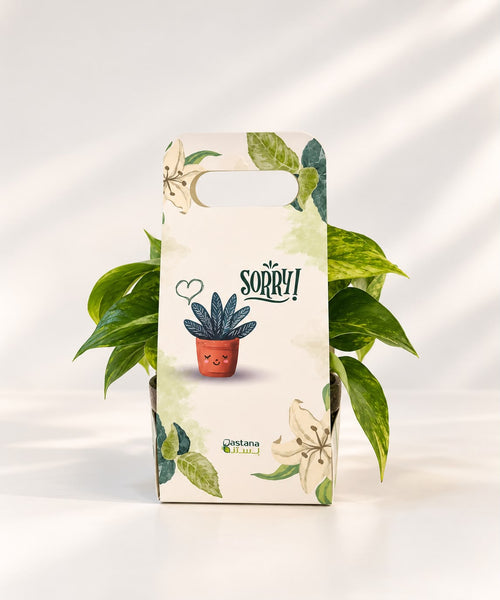 Apology gift - Pothos plant