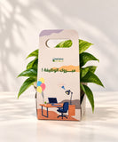 New Job Congrats gift - Pothos plant