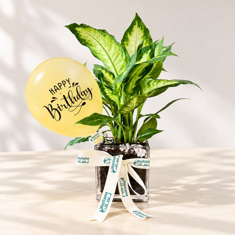 Birthday plant - Dieffenbachia Camilla