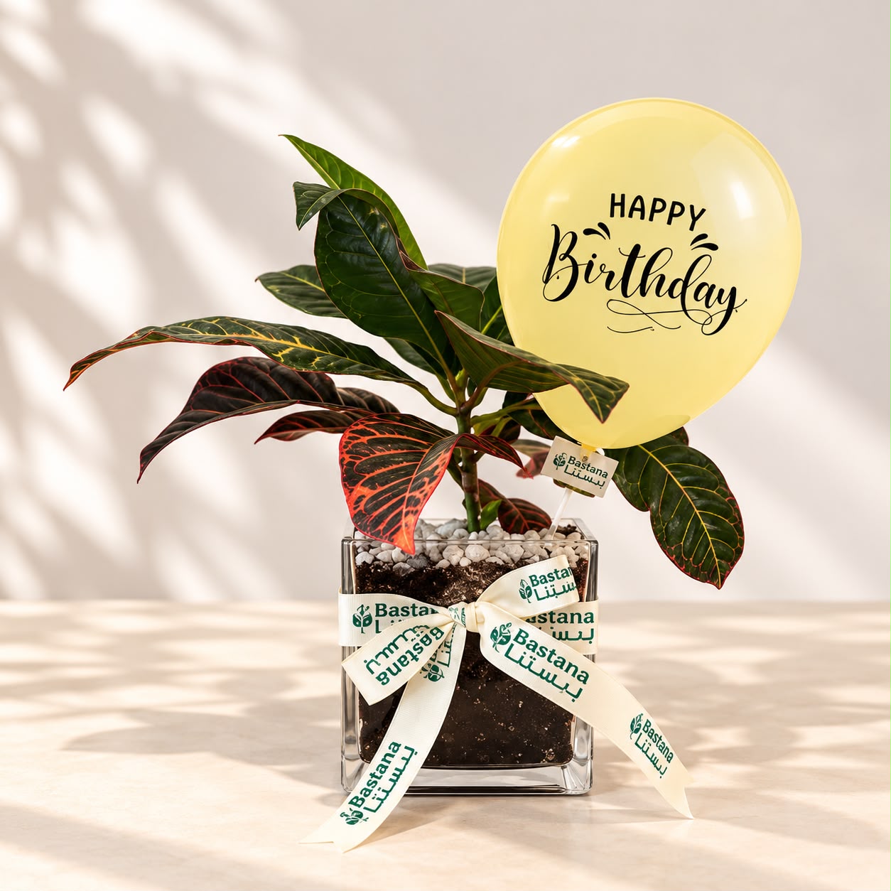 Birthday Plant - Croton Petra