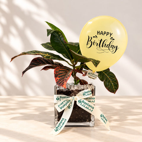 Birthday Plant - Croton Petra