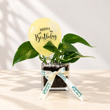 Birthday plant  - Scindapsus