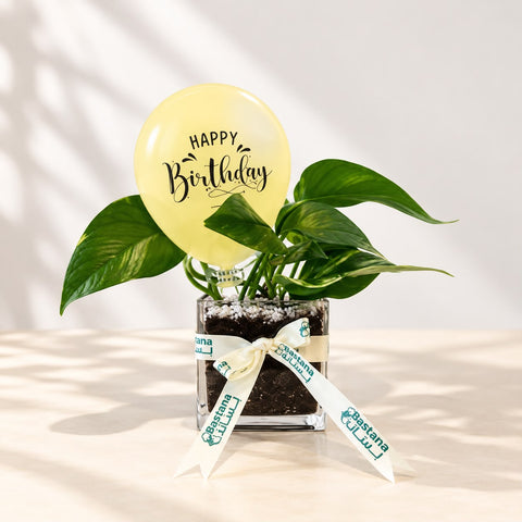 Birthday plant  - Scindapsus