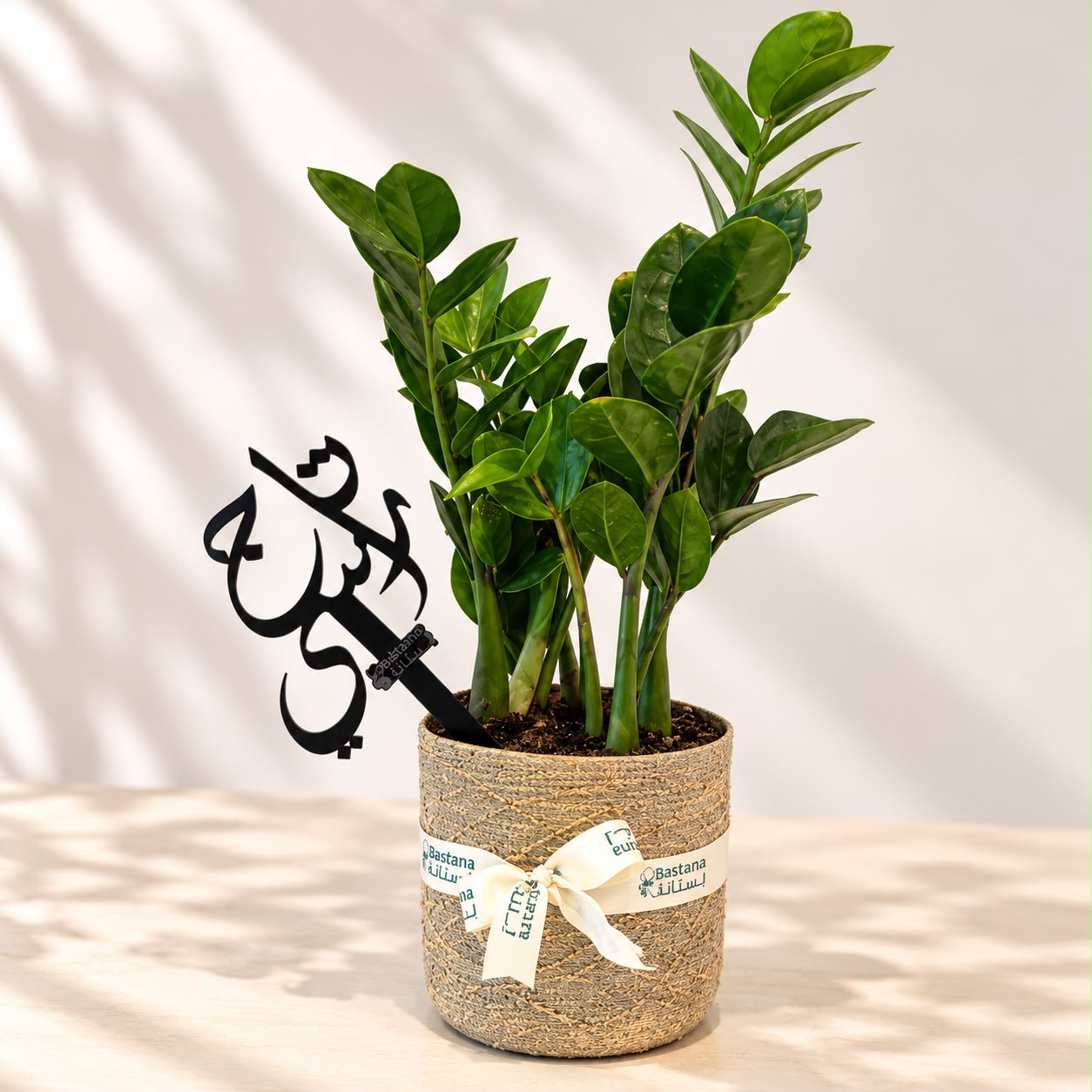 Special gift - zamia