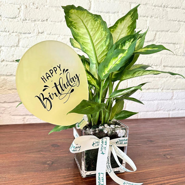 BIRTHDAY PLANT