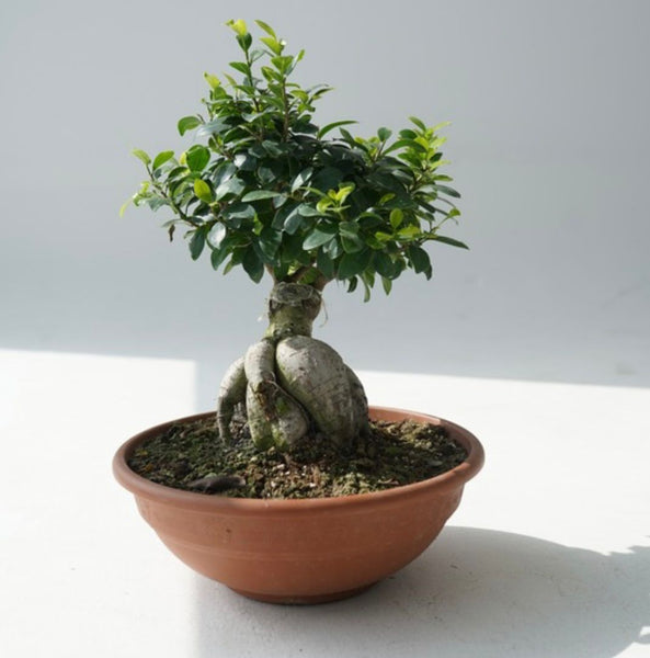 Bonsai