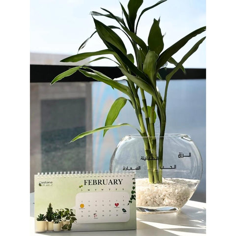 lucky bamboo as a gift lucky Bamboo gift – Bastana Online Gardens