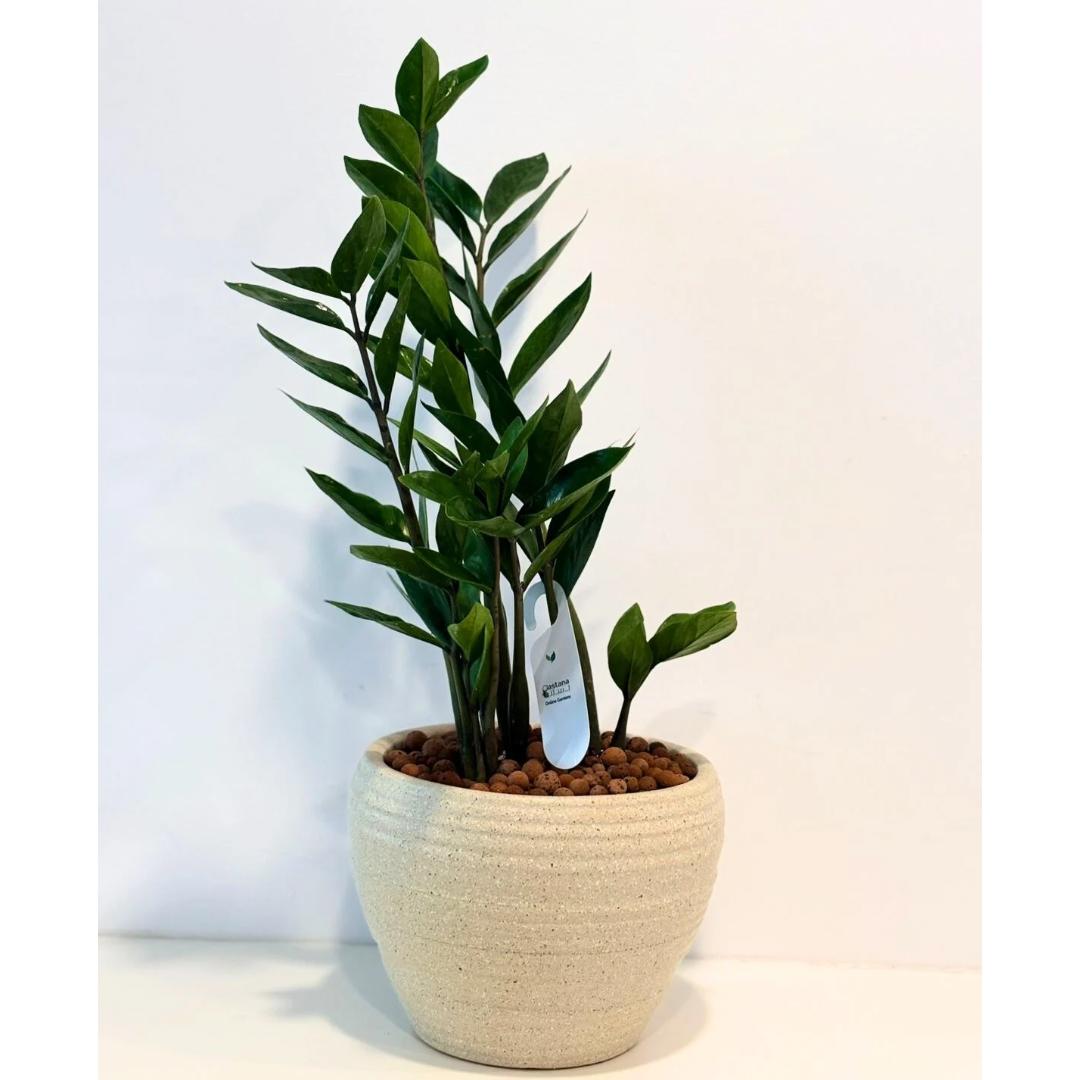 Timeless Growth