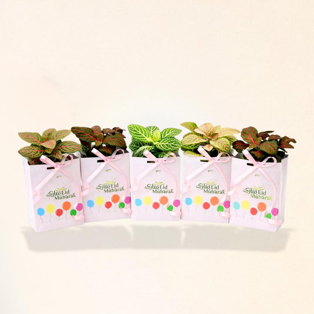 Fittonia Giveaways (Eid)