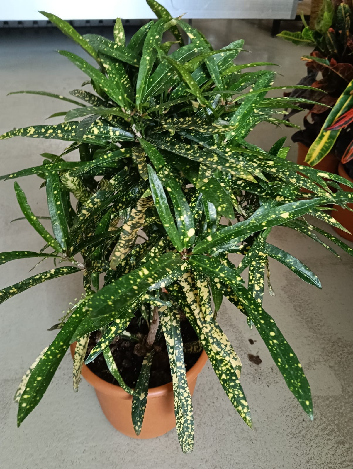 Gold Dust Croton ( Codiaeum variegatum)
