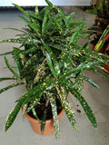 Gold Dust Croton ( Codiaeum variegatum)