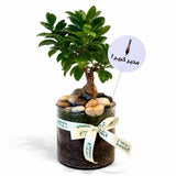 Bonsai Plant Gift
