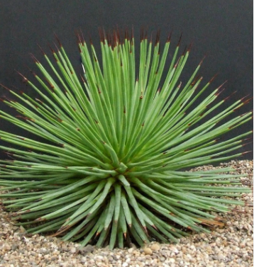 Agave stricta