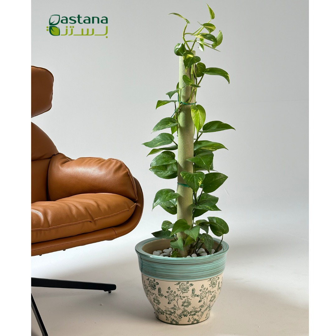 Blue Ceramic Pot - Pothos