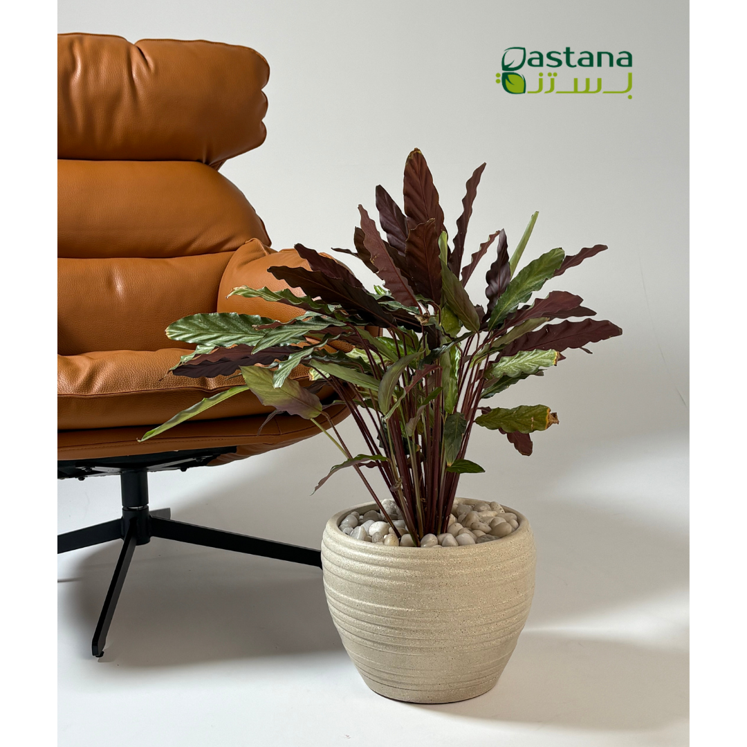 Fiber pot - Calathea