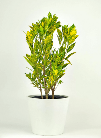 Gold Dust Croton ( Codiaeum variegatum)