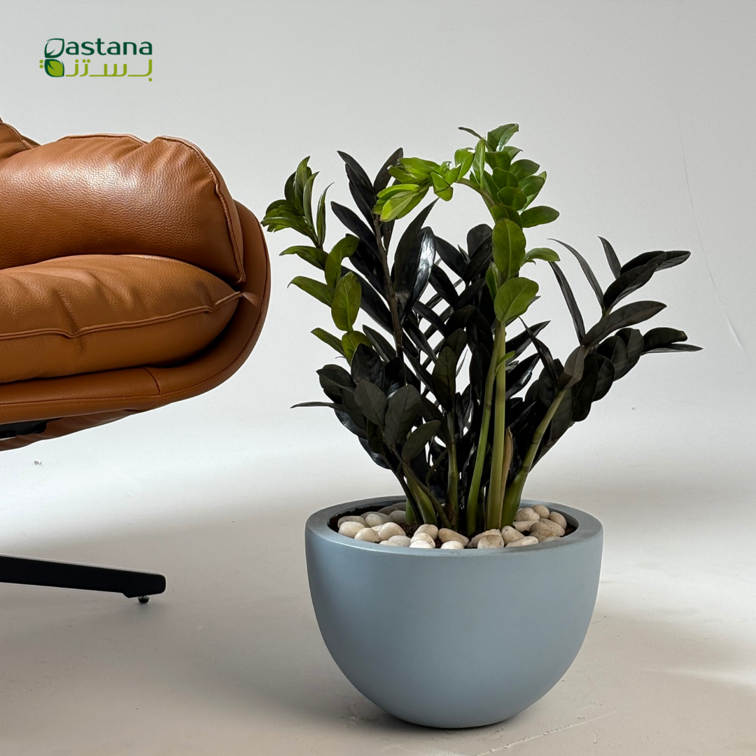 Blue pot - Zamia