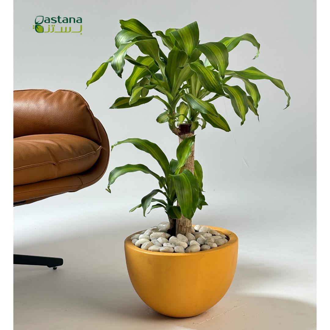 Yellow pot - Dracaena massangeana