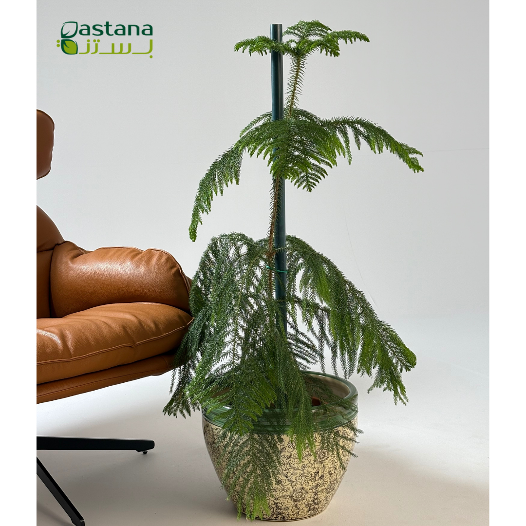 Green Ceramic Pot - Araucaria heterophylla