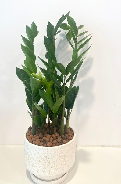 Zamia gift