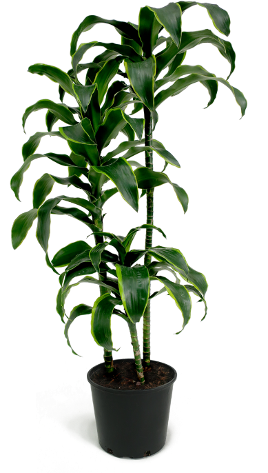 Dracaena dorado