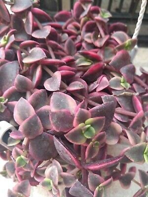 Crassula pellucida (Variegata) – hanging pots