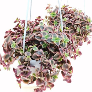 Crassula pellucida (Variegata) – hanging pots