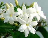 Jasminum sambac (  الفل المغربي/ العراقي/ المصري/ الجيزاني)