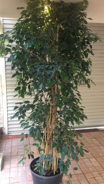 XXL- Ficus daniele