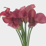 Zantedeschia sp. Calla Lily -arum lily