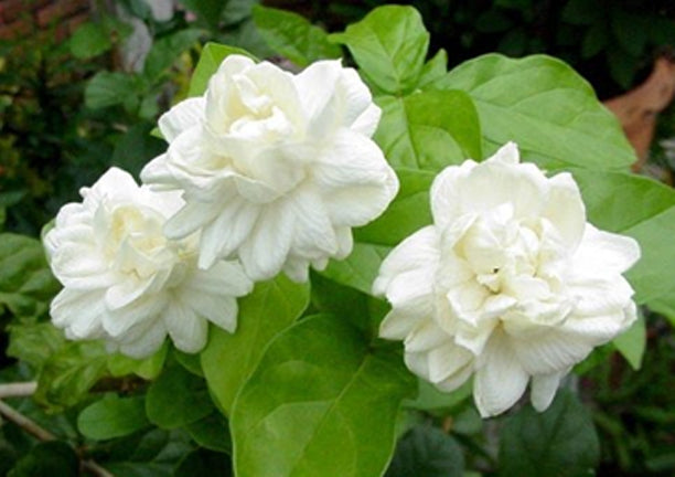 Jasminum sambac (  الفل المغربي/ العراقي/ المصري/ الجيزاني)