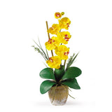 Phalaenopsis mix ( Moth orchids)