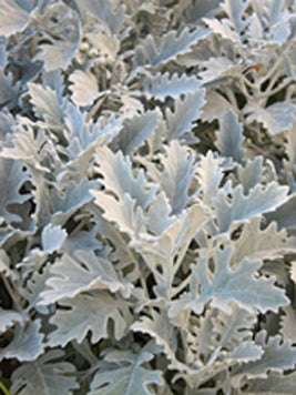 Cineraria maritima  (Silver ragwort, Dusty Miller) winter annuals