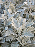 Cineraria maritima  (Silver ragwort, Dusty Miller) winter annuals