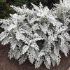 Cineraria maritima  (Silver ragwort, Dusty Miller) winter annuals