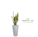 هدايا النباتات الداخلية - النماذج الفردية