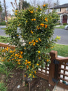 Citrus japonica "Kumquat"