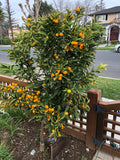 Citrus japonica "Kumquat"