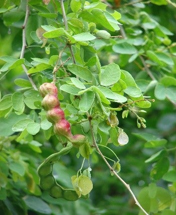 Pithecellobium dulce (Manila tamarind, Madras thorn)