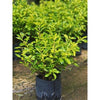 Duranta erecta gold (Golden Dew-Drop)