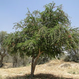 Pithecellobium dulce (Manila tamarind, Madras thorn) Family Fabaceae (اللوز الهندي)